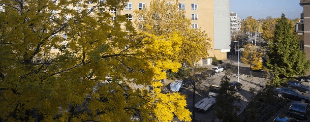 Foto van een boom, gebouw en parkeerplekken op een afgesloten terrein.
